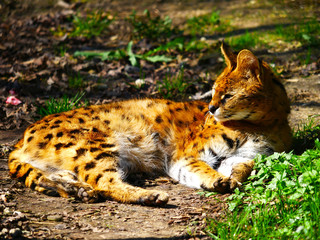 Serval