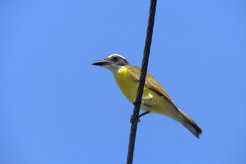Boat-billed flycatche on the transmission wire