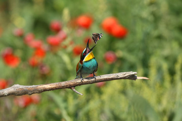 Bee eater, spring mating season
