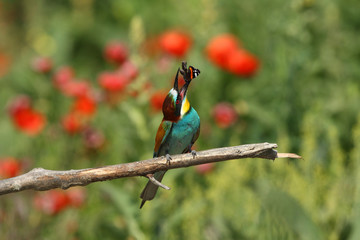 Bee eater, spring mating season
