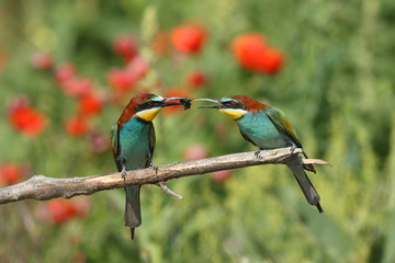 Bee eater, spring mating season
