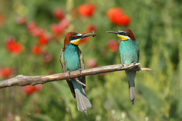Bee eater, spring mating season