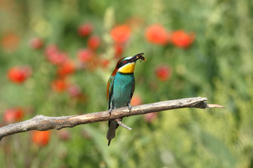 Bee eater, spring mating season