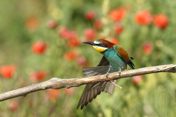 Bee eater, spring mating season