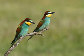 Bee eater, spring mating season