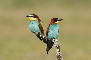Bee eater, spring mating season