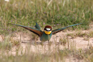Bee eater, spring mating season
