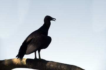 Vulture on tree branch in backlight