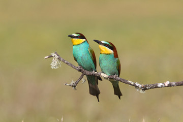 Bee eater, spring mating season