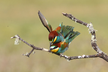 Bee eater, spring mating season