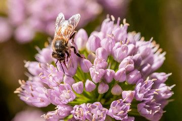 Bees are on ornament onion 