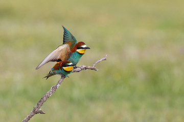 Bee eater, spring mating season