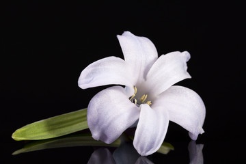 Fototapeta na wymiar Single spring flower of lilac Hyacinth isolated on black background