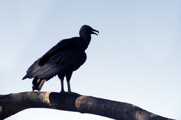 Obraz premium Vulture on tree branch in backlight