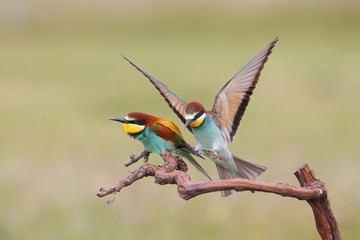 Bee eater, spring mating season