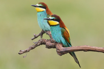 Bee eater, spring mating season