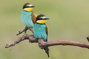 Bee eater, spring mating season