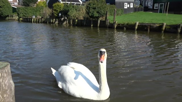 Footage of lonely adult white mute swan swimming towards camera then getting closer and hissing loud into camera footage inclused sound mute swan threatens photographer footage recorded in Holland 4k