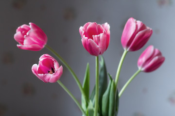 Pink tulips, bouquet.