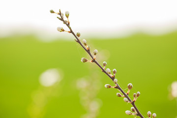 Spring blossom extreme close up at flower bud; focus on foreground;