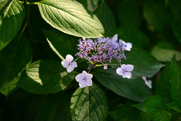 Hydrangea macrophylla-1