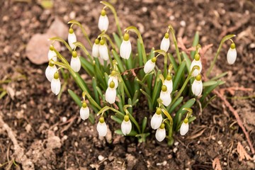 Snowdrops. The first spring flowers in Europe