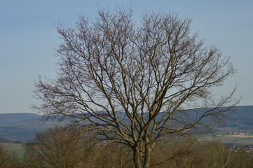 Die Knospen sprießen