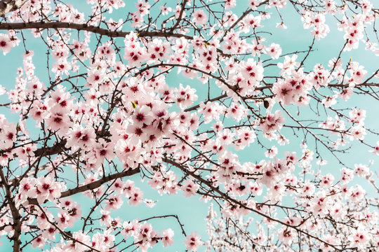 Almond Trees In Bloom In Spain