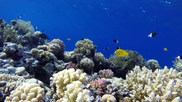 Diving. Tropical fish and coral reef. Underwater life in the ocean. 