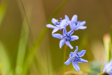 Scilla