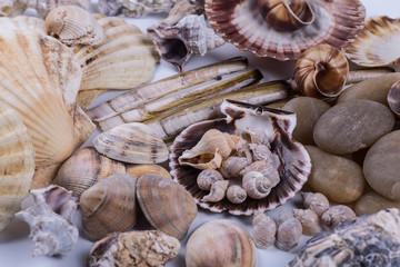 sea shells background on a white background