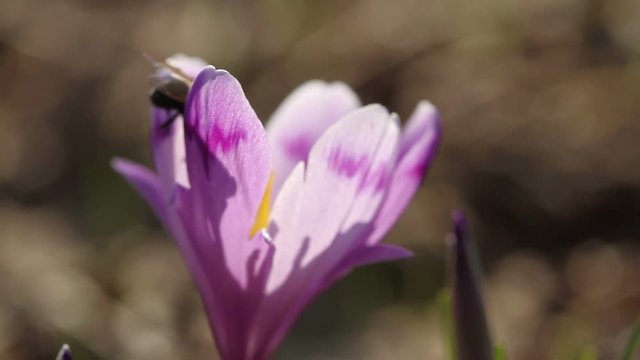 Honney bee on crocus flower in spring in wildlife at sunlight
