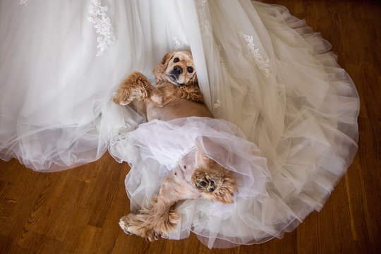 English cocker spaniel lying on white wedding dress. Bride's dog