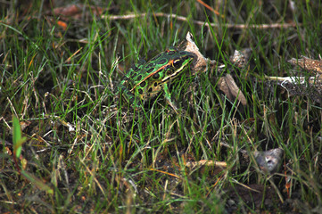 Side view of a very small Wood Frog in grass