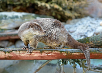 Eurasian otter (Lutra lutra) in early spring