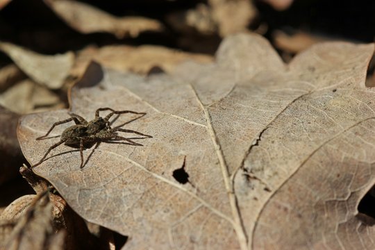 Weibliche Wolfspinne (Pardosa lugubris) 