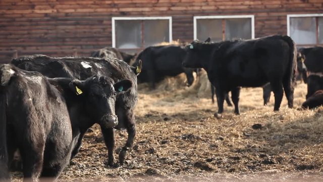 Black Cows On Farm