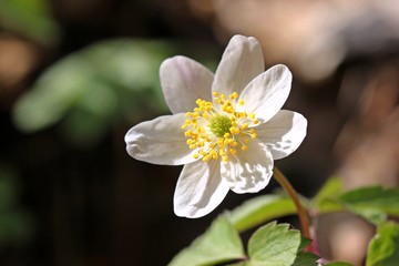 Obraz premium Buschwindröschen (Anemone nemorosa)