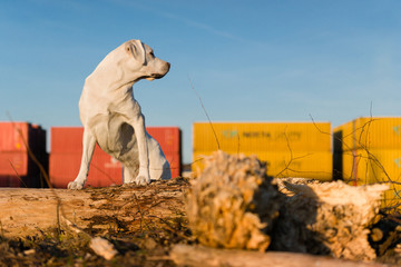 weißer stolzer labrador retreiver hund auf einem baumstamm vor blauem himmel