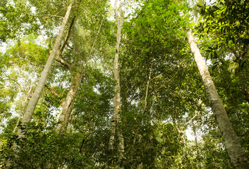 Fototapeta premium beautiful green forest
