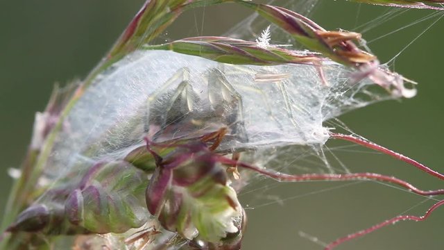 Cheiracanthium punctorium spider female make a cocoon in wildlife