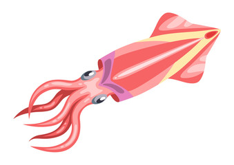 Obraz na płótnie Canvas Fresh squid. Isolated illustration of seafood on white background