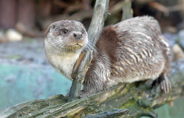 Eurasian otter (Lutra lutra) in early spring