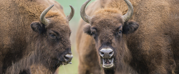 Bison bonasus - European bison - Milovice, Czech republic © Vera Kuttelvaserova
