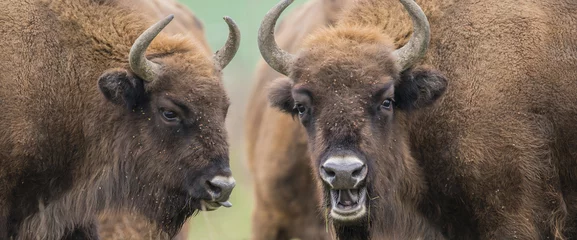 Foto op Canvas Bison bonasus - European bison - Milovice, Czech republic © Vera Kuttelvaserova