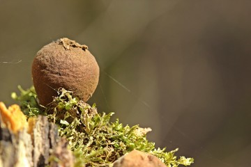 Alter Birnen-Stäubling (Lycoperdon pyriforme) mit Sporen und Spinnweben