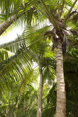Obraz premium Palm tree forest