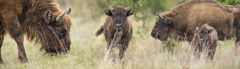 Bison bonasus - European bison - Milovice, Czech republic - obrazy, fototapety, plakaty
