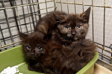 Kittens in a cage in a shelter