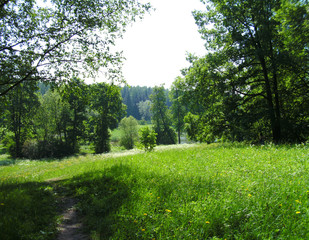 Fototapeta na wymiar Rural landscape green meadow with trees